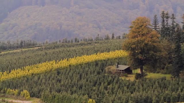 Feldmann-Schütte